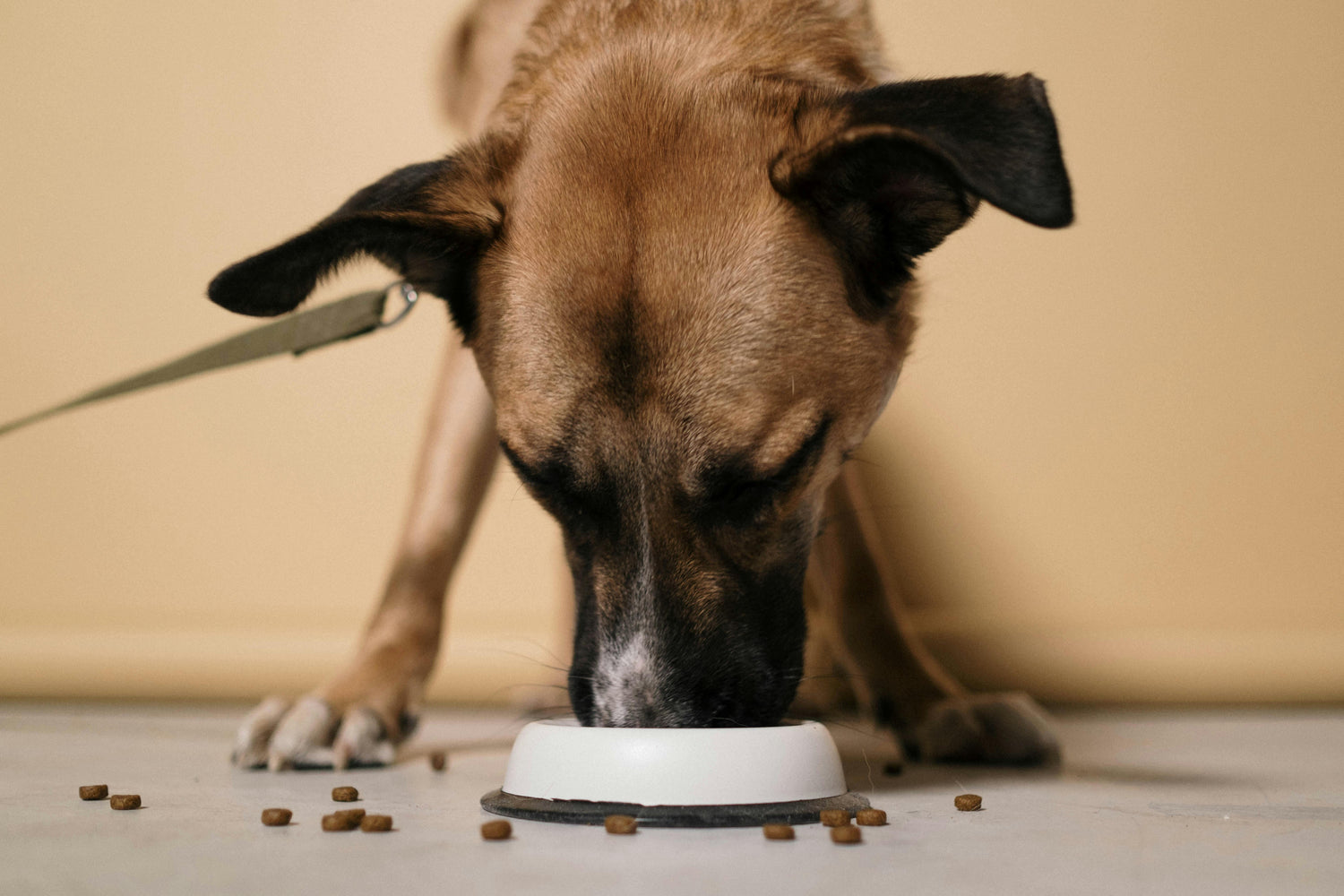 Productos para perros