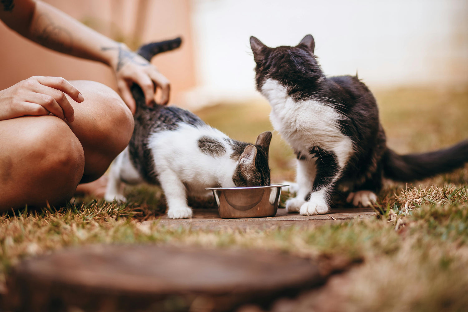 Productos para gatos